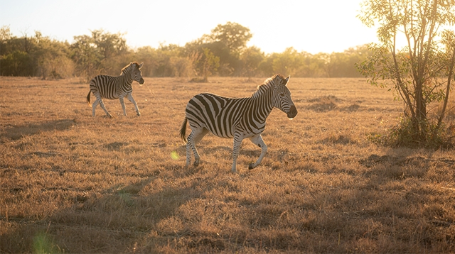 Two zebras spotted on Safari in Africa